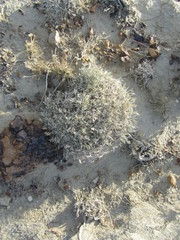 Astragalus gilviflorus