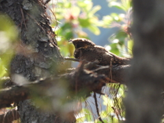 Antrostomus arizonae