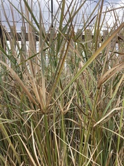 Cyperus textilis