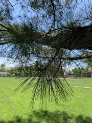 Pinus rigida
