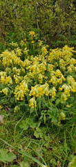 Primula veris
