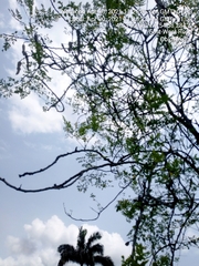 Fabaceae