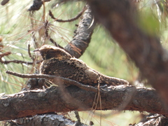 Antrostomus arizonae