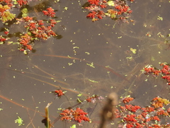 Wolffia brasiliensis