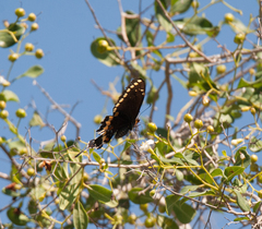 Heraclides caiguanabus