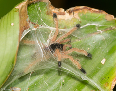Avicularia