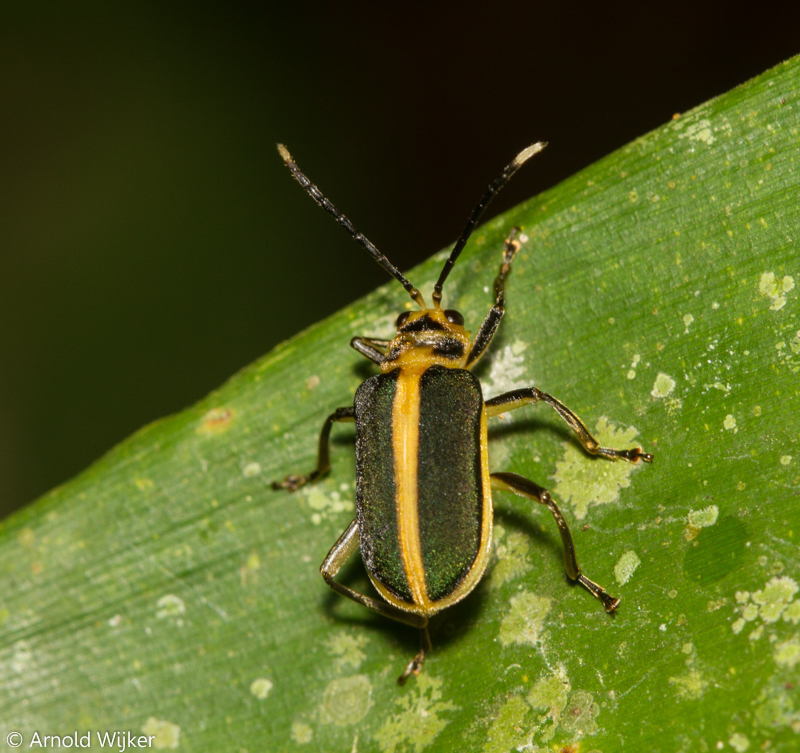 Dircema
