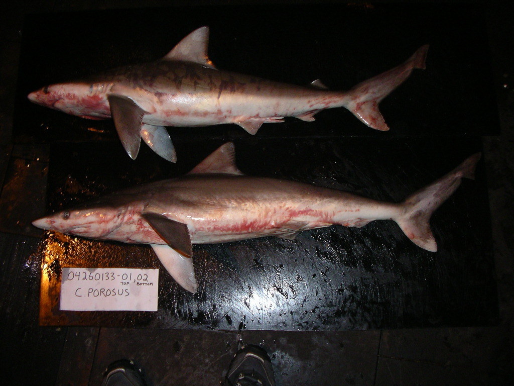 Smalltail Shark