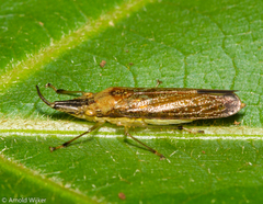 Raphirhinus phosphoreus