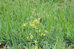 Youngia japonica