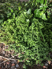 Polycarpon tetraphyllum tetraphyllum