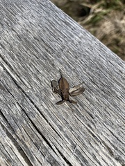 Nepoidea