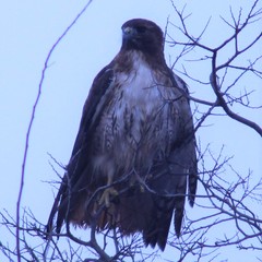 Buteo jamaicensis