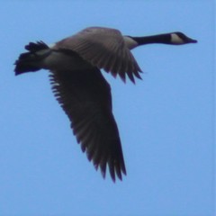 Branta canadensis