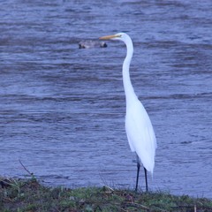 Ardea alba
