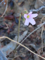 Oxalis lateriflora
