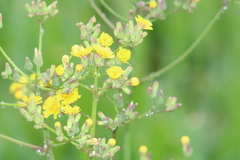 Youngia japonica