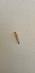 Lymire edwardsii