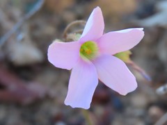 Oxalis lateriflora