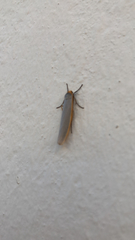 Eilema lurideola