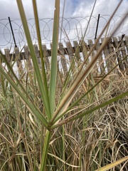 Cyperus textilis