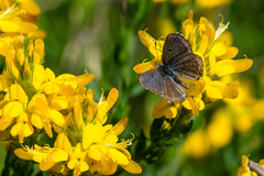 Pseudophilotes abencerragus