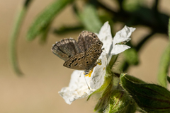 Pseudophilotes abencerragus
