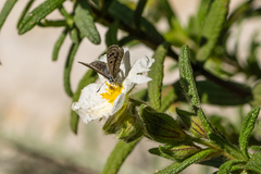 Pseudophilotes abencerragus