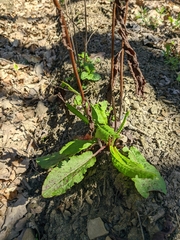 Rumex stenophyllus