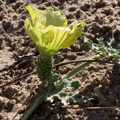 Cucumis africanus
