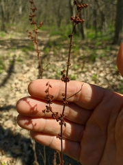 Rumex stenophyllus