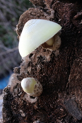 Volvariella bombycina flaviceps