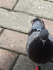 Columba livia domestica