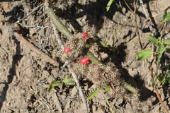 Opuntia salmiana