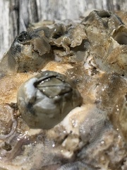 Amphibalanus eburneus