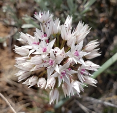 Allium amplectens