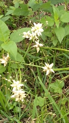 Allium canadense canadense