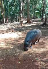 Hippopotamidae