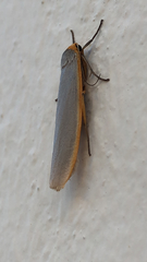 Eilema lurideola