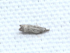 Dichomeris inversella