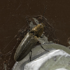 Gambrinus fulvipilis