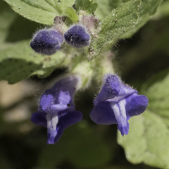 Scutellaria tuberosa