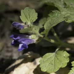 Scutellaria tuberosa