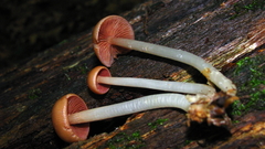 Mycena rutilantiformis
