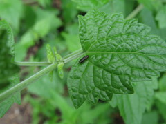 Paragrilus rugatulus