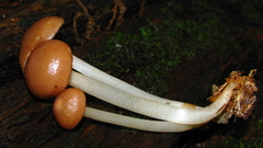 Mycena rutilantiformis