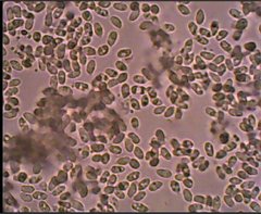 Mycena rutilantiformis