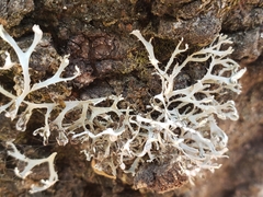 Heterodermia appalachensis