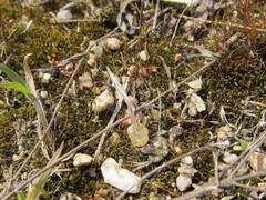 Neides tipularius
