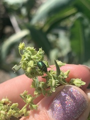 Gastrophysa cyanea